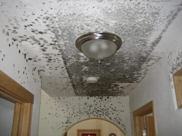 Extreme Mold from Boiler Failure