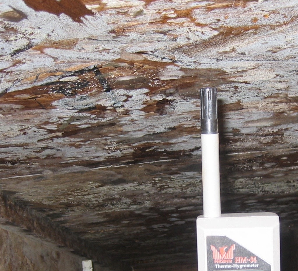 Mold in Crawl Space mold found in crawl space
