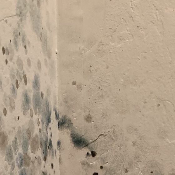 aspen-mold-remediation