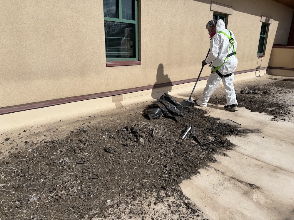 pigeon-clean-up