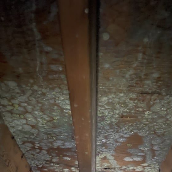 Aspen Mold Removal
